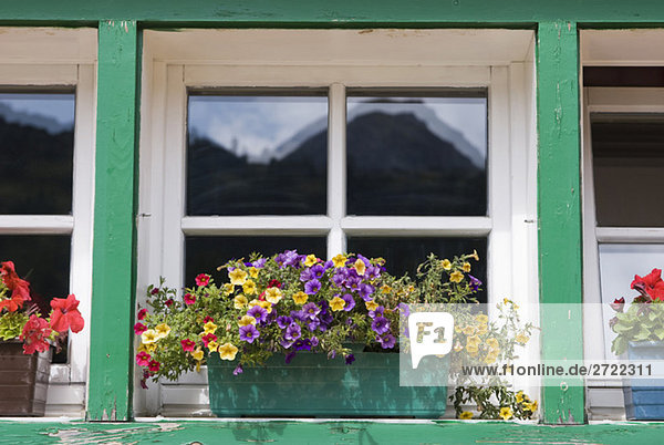 Blockhaus  Blumenkasten mit blühenden Pflanzen auf Fensterbank