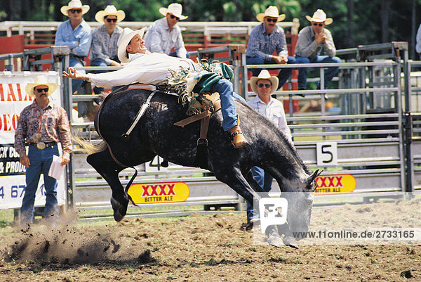 Cowboy riding horse at rodeo in Queensland. Australia