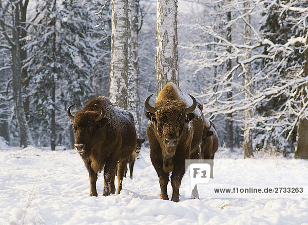Bisons stehend auf gepackte Schnee im Winter. Polen.