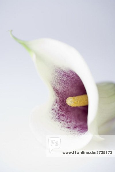 Eine Calla Lilie (Zantedeschia aethiopica)  Nahaufnahme
