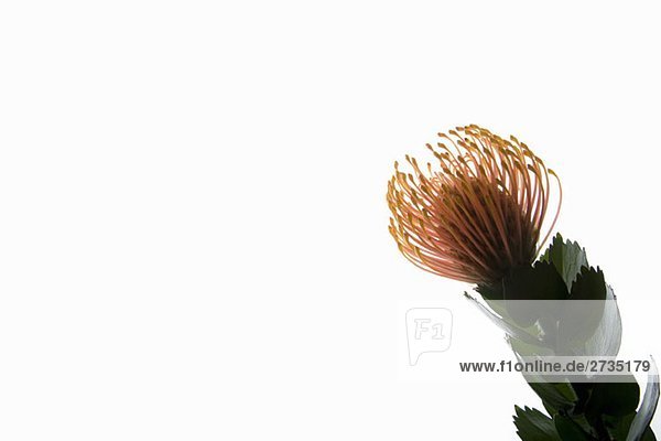 Silberrand Nadelkissen (Leucospermum patersonii)