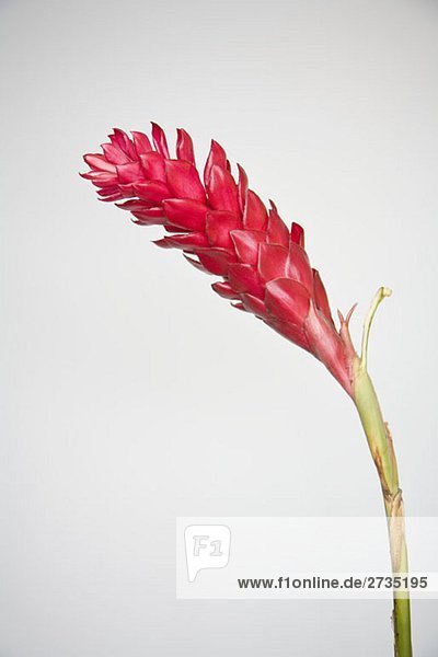 Rote Ingwer (Alpinia purpurata) Blume
