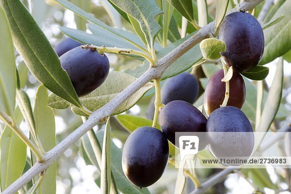 Nahaufnahme des schwarzen Oliven (Olea Europaea) auf Baum