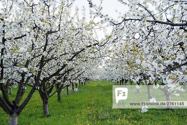 Kirschbäume im Feld  Brandenburg  Deutschland