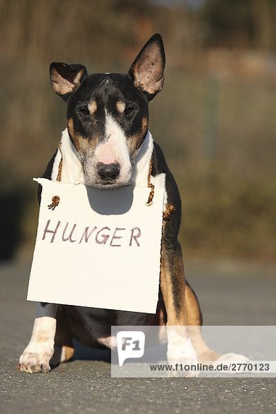 Nahaufnahme der Stier Terrier mit Hunger Zeichen um den Hals