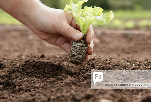 planting organic lettuces