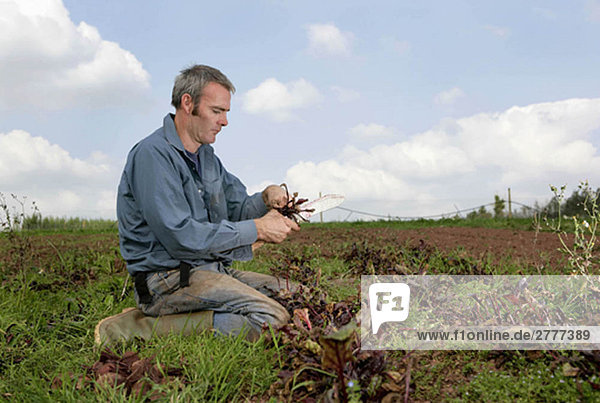 farm worker harvesting beetroots by hand