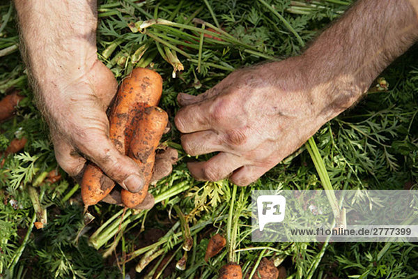 Hände ernten Karotten