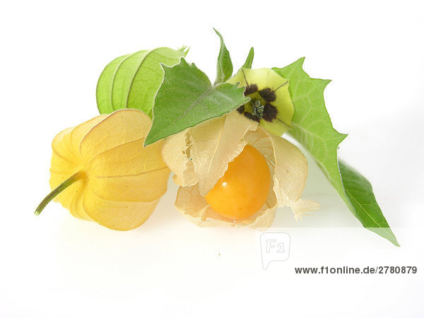 Close-up of Cape Gooseberry (Physalis peruviana) on white background