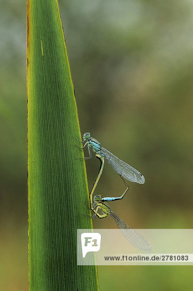 Nahaufnahme der Pitch Dragonfly (Ischnura Elegans) auf Blatt  Schleswig-Holstein  Deutschland