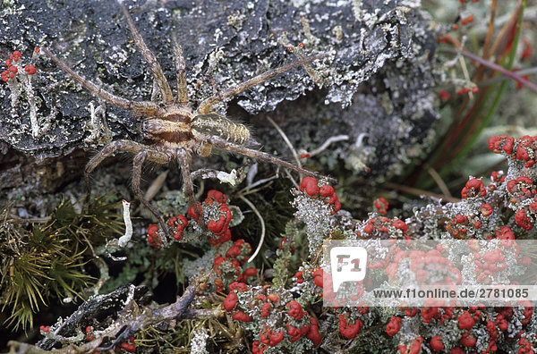 Nahaufnahme of Matchstick Flechten und Agelena Labyrinthica Spider  Jütland  Dänemark