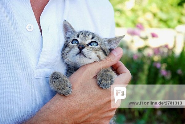 Kleine Tabby Katze in Man´s hand