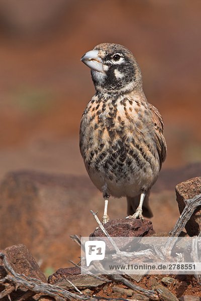 Nahaufnahme dick-billed Lark (Rhamphocoris Clotbey) Vogel auf Stein