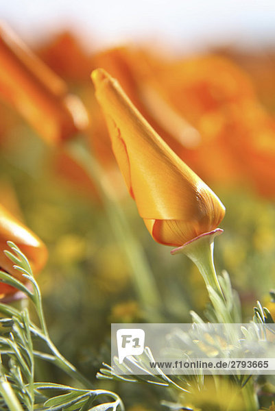 Close up of orange flower