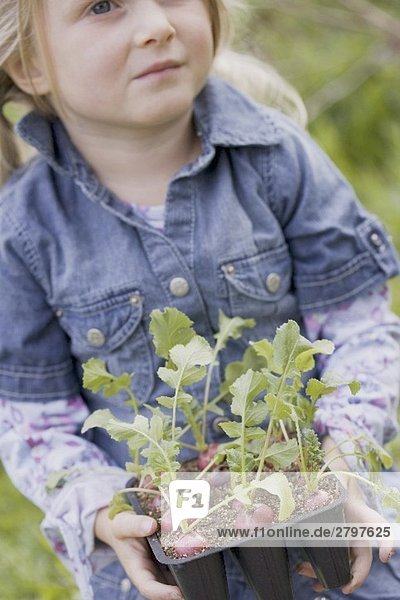 Kleines Mädchen hält Radieschenpflanzen