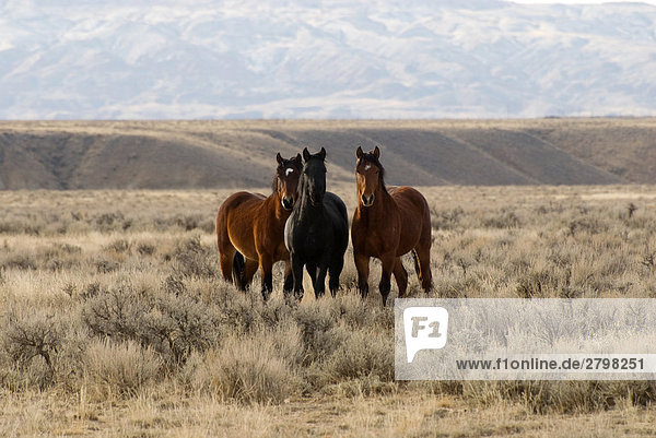 Mustang Pferde im Feld  Wyoming  USA