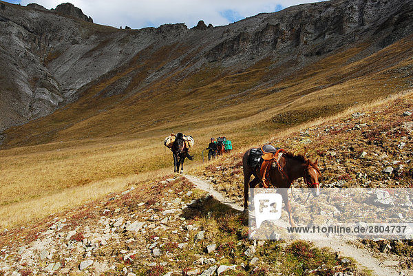 Horses walking on trail with people in background  La Garita Mountains  Gunnison National Forest  Colorado  USA