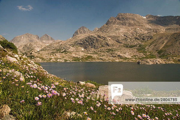 Wilde Blumen blühen im Feld in der Nähe von Lake  Wind River Range  Wyoming  USA