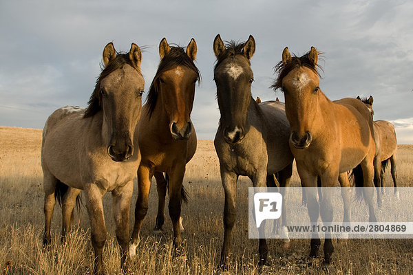 Spanish Mustang Pferde im Feld  Wyoming  USA