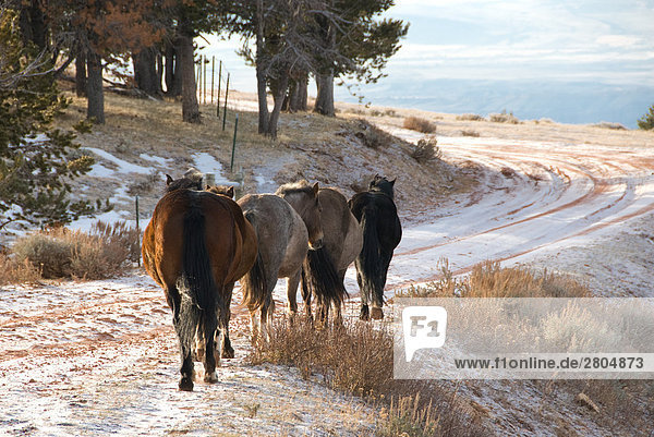 Mustang (Equus Ferus przewalskii) Pferde gehen auf schneebedeckten Straßen  Mt Pryor  Wyoming  USA