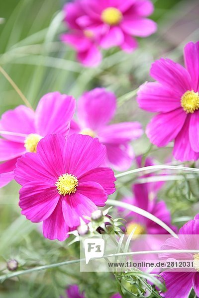 Nahaufnahme-violette Blüten