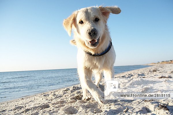 Ein Hund am Strand Schweden.