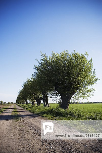 Bäume entlang einer Landstraße Schweden.