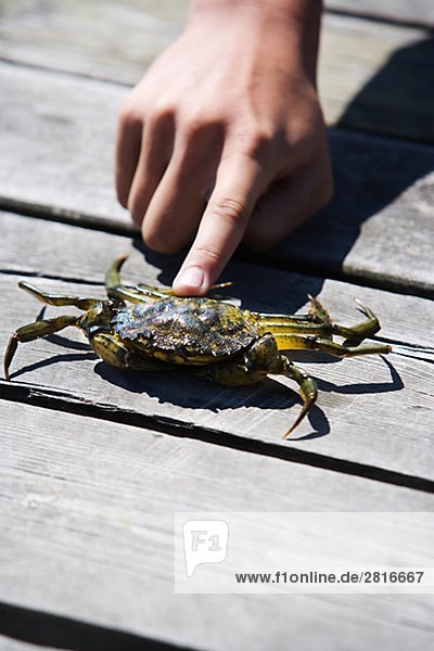 Ein Junge halten eine Krabbe Schweden.