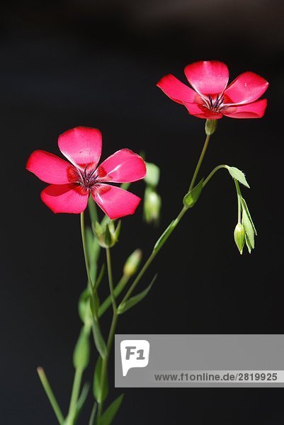 Close-up of wild flowers against black background