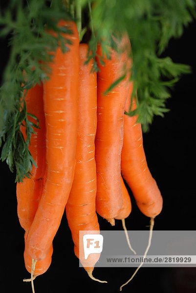 Close-up of carrots against black background