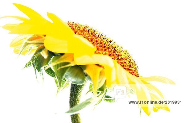 Close-up of sunflower against white background