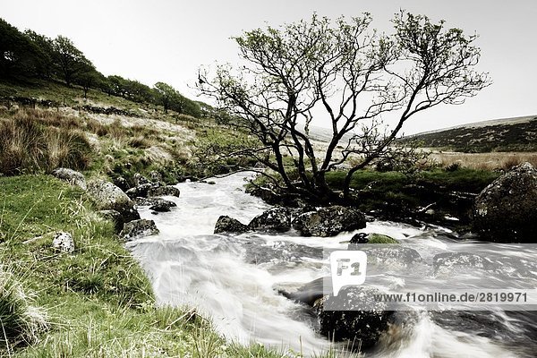 Creek fließt durch Landschaft  Dartmoor  Devon  England