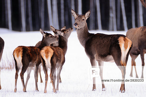 Herde von Red Deer (Cervus Elaphus) stehend auf polar Landschaft im Wald  Bayern  Deutschland