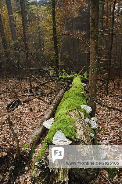 Deutschland  Nationalpark Bayerischer Wald