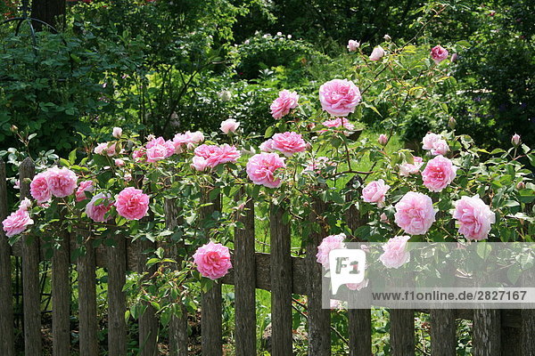Pink rose flowers blooming behind picket fence