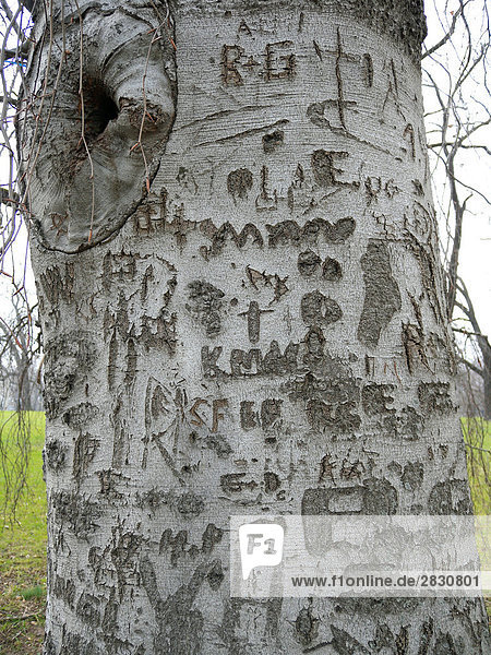 Text auf Baum geschnitzt