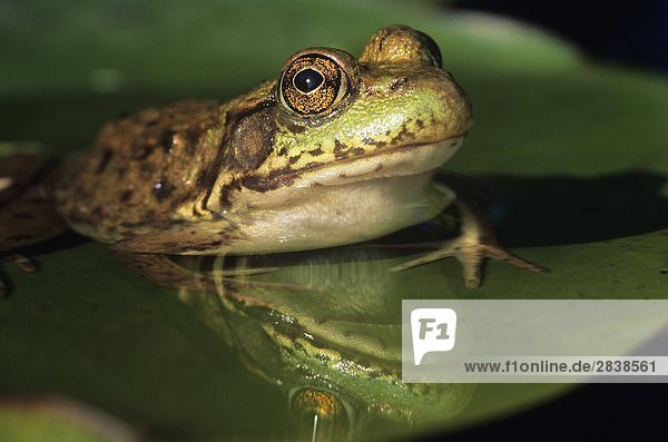 Frosch (Rana Septentrionalis) Nerz auf Seerosenblatt  Walden Ontario  Kanada.