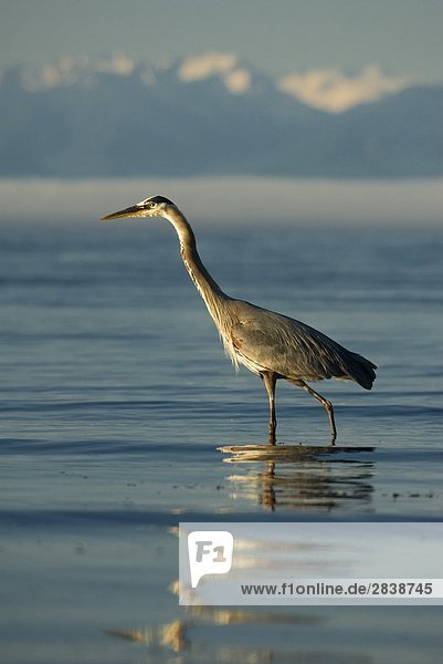 Great Blue Heron (Ardea herodias)  Esquimalt Lagoon  Victoria  Vancouver Island  british columbia  canada.