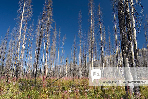 Forest Fire damage and Recovery  Kootenay National Park  british columbia  canada.