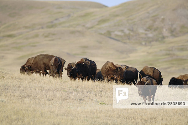 Eine wilde Bison Herde Weiden. Bison wurden vor kurzem in der kanadischen Prärie an mehreren Standorten wie diese eine  Grasslands-Nationalpark  Saskatchewan  Kanada wieder eingeführt.