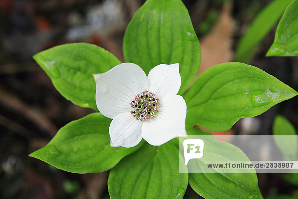 Bunchberry (Cornus Canadensis)  auch bekannt als Zwerg Hartriegel  Kanada.