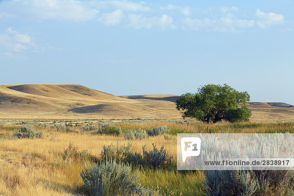 Wüsten-Beifußes (Artemesia Tridentata) und eine gelegentliche Baum auf die Böden Tal des gemischten Gras Prairie Ökosystems  Grasslands-Nationalpark  Saskatchewan  Kanada.