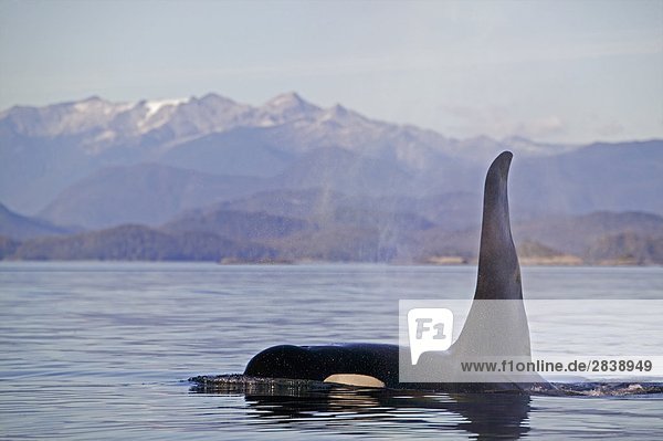 Schwertwal Orcinus orca British Columbia Kanada Vancouver Island
