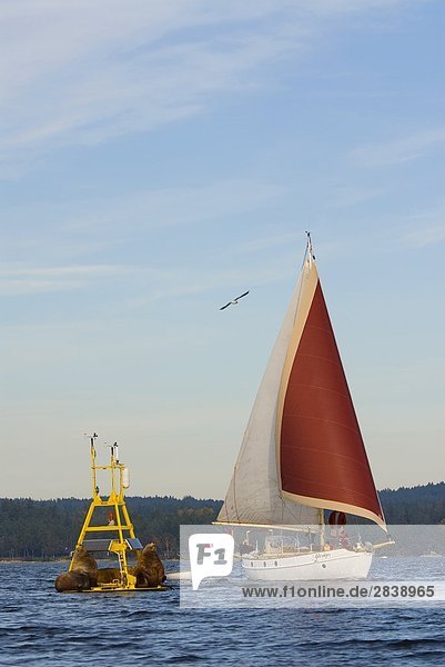 Winter Tretboot Meer heben Stellersche Seelöwe Eumetopias jubatus British Columbia Boje Kanada Meeresarm Forschung