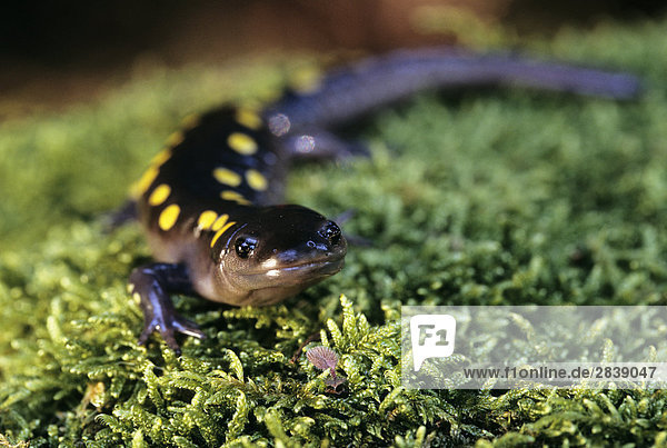 Yellow Spotted Salamander (Ambystoma Maculatum)  Kanada.