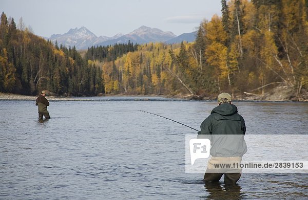 fliegenfischend für Steelhead  Bulkley River  Smithers  British Columbia  Kanada.