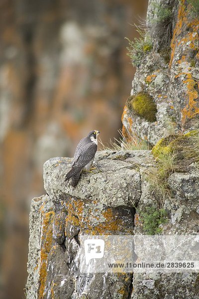 Pergrine Falcon auf einem Rock Cliff  British Columbia  Kanada.