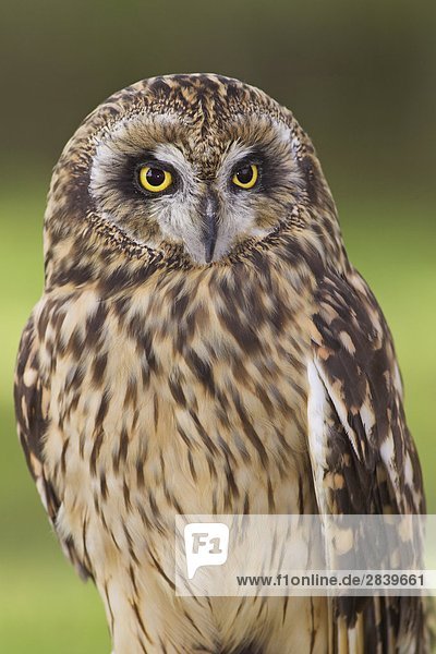 Kurzohr Owl  British Columbia  Kanada.