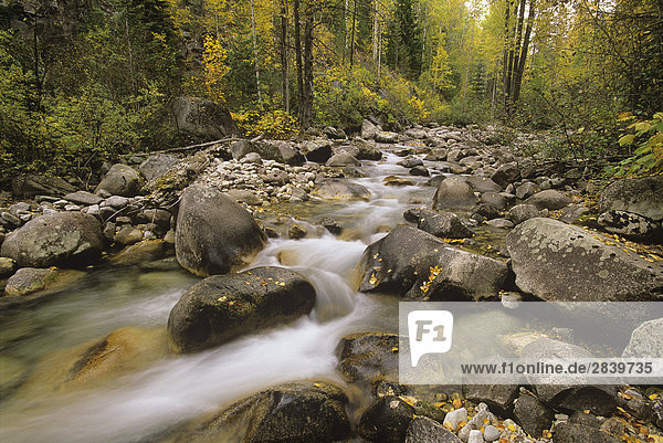 Herbstfarben und ein Strom  der durch Felsen im Oktober  Grohmann Creek  Nelson  Kootenays  British Columbia  Kanada.