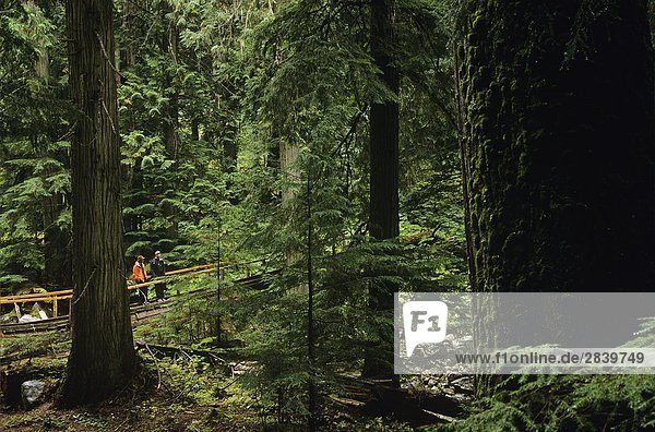 Wanderer in alten Waldbestands  Nelson  British Columbia  Kanada.
